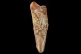 Fossil Phytosaur Tooth - New Mexico #133363-1